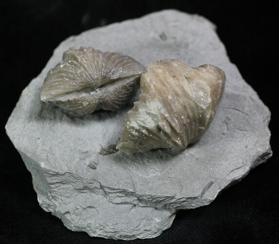 Pair Of Fossil Brachiopods (Platystrophia) - Indiana #25998